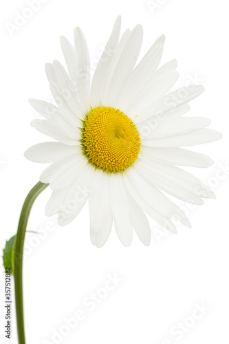 White flower of chamomile  lat. Matricaria  isolated on white background