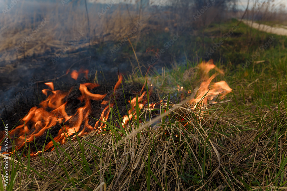 Close up shot of burning reeds. Nature fire landscape. Devastation of wildlife, human influence on planet. Air pollution, hot and dry climate, environment, Earth saving concept Close up shot of burning reeds. Nature fire landscape. Devastation of wildlife, human influence on planet. Air pollution, hot and dry climate, environment, Earth saving concept
