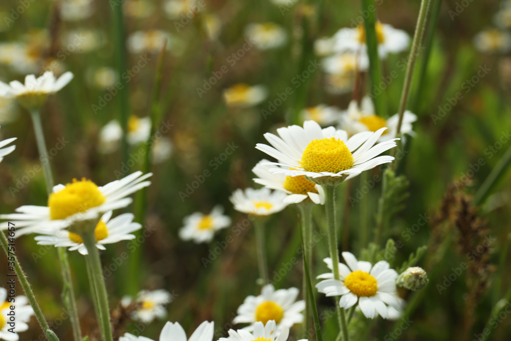 Beautiful chamomile flowers growing in field, closeup Beautiful chamomile flowers growing in field, closeup