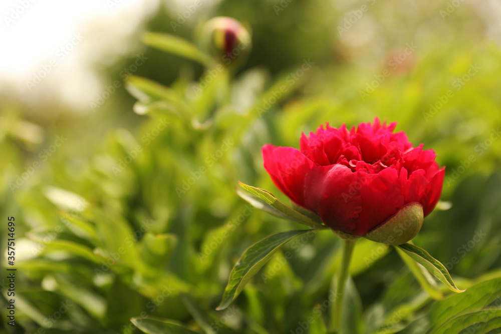 Beautiful red peony outdoors on spring day, closeup Beautiful red peony outdoors on spring day, closeup