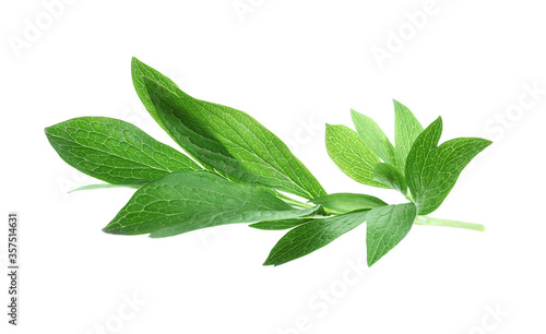 Fresh leaves of peony plant isolated on white