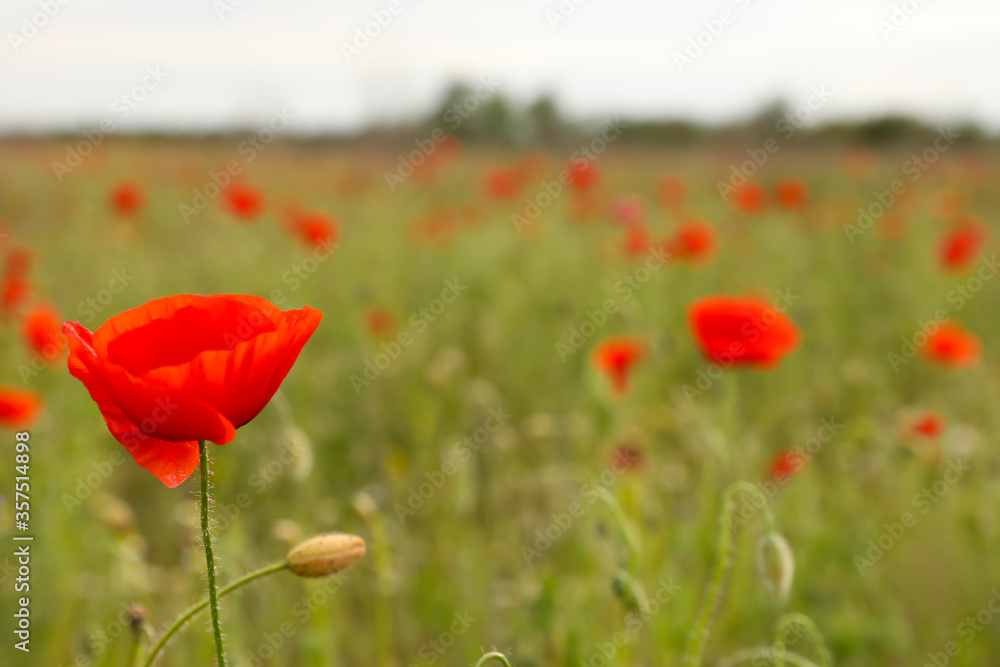 Naklejka premium Beautiful red poppy flower growing in field, closeup