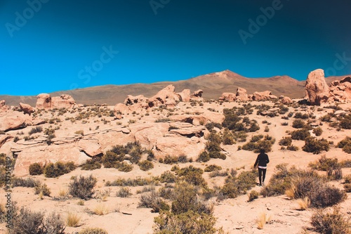 Quadro su tela Picture of rocks and plants in Eduardo Avaroa Andean Fauna National Reserve
