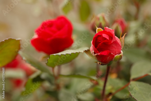 Closeup view of beautiful blooming red rose bush outdoors