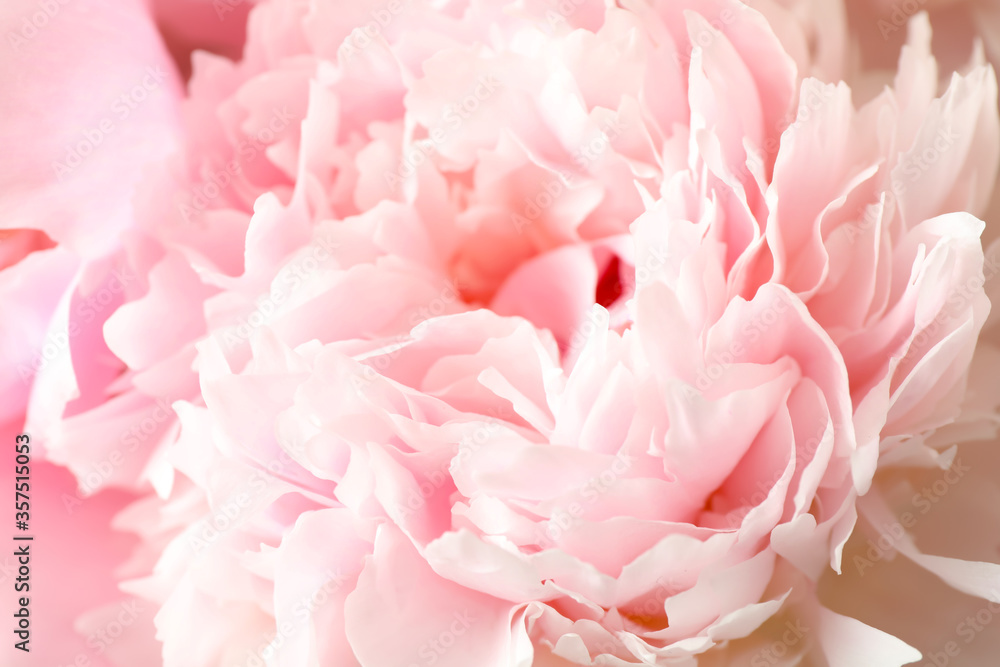 Beautiful blooming pink peony as background, closeup