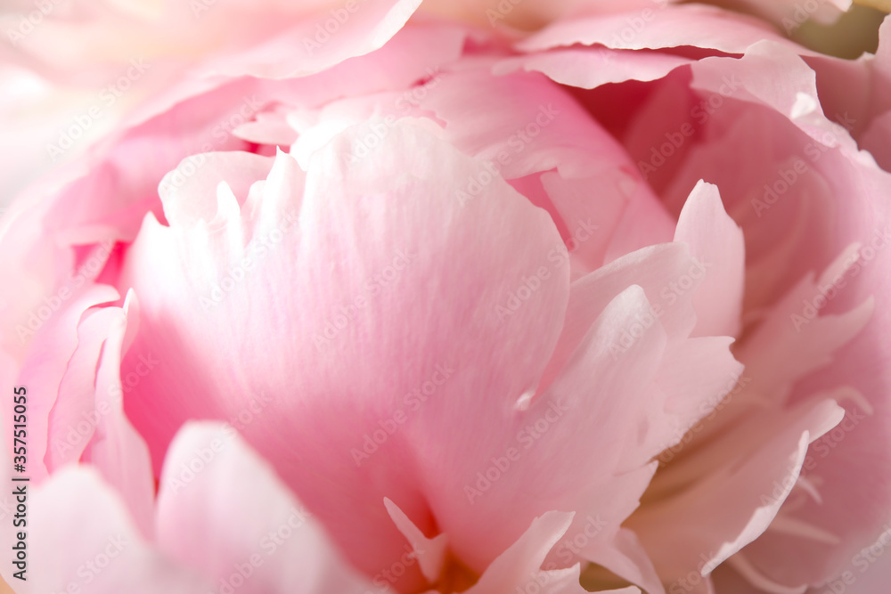 Beautiful blooming pink peony as background, closeup