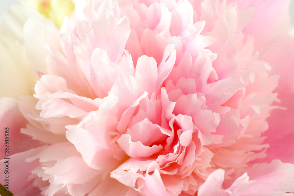 Beautiful blooming pink peony as background, closeup Beautiful blooming pink peony as background, closeup
