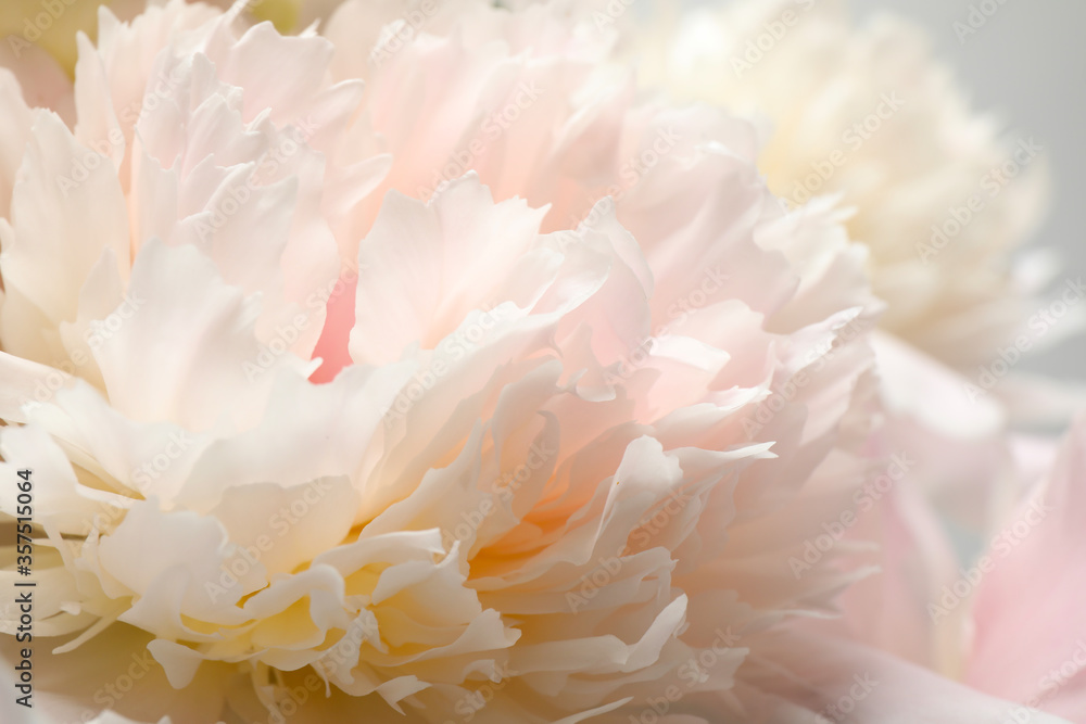 Beautiful blooming white peonies as background, closeup