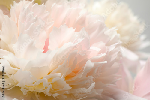 Fototapeta Naklejka Na Ścianę i Meble -  Beautiful blooming white peonies as background, closeup