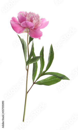 Fototapeta Naklejka Na Ścianę i Meble -  Beautiful pink peony flower isolated on white