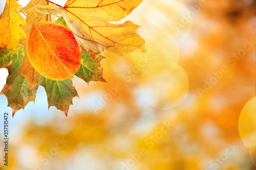 Beautiful autumn leaves outdoors on sunny day, space for text. Bokeh effect