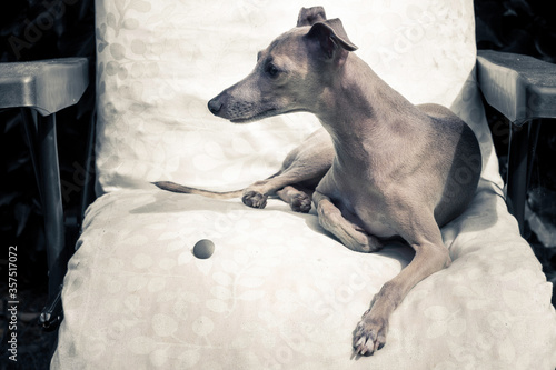 Foto Silver The Italian Greyhound Sunbathing On A Deckchair In England