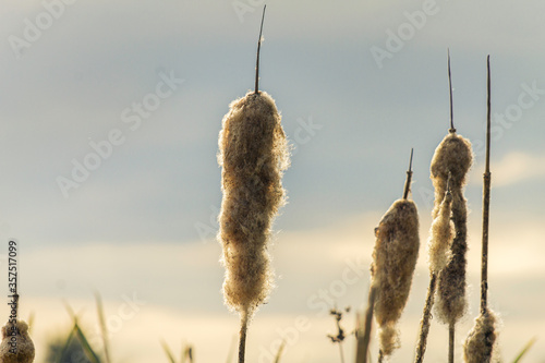 Bulrushes Against An English Sky In Kettering In The UK