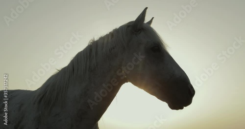 Low angle close--up of horse against sky during sunrise - Camargue, France