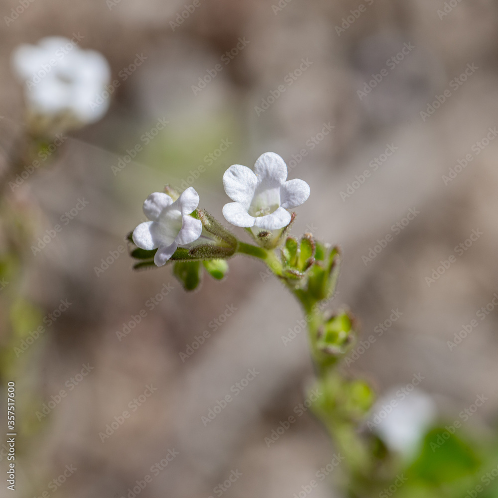 Lemmon's Scorpionweed (Phacelia lemmonii) is an uncommon native wildflower with small white flowers.