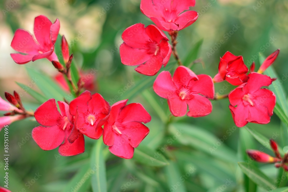Flores rojas de adelfa, nerium oleander, en un jardín Flores rojas de adelfa, nerium oleander, en un jardín