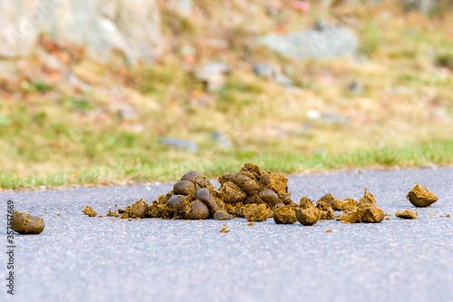 Pile of wet, fresh horse manure on a paved road. Low angle closeup view.