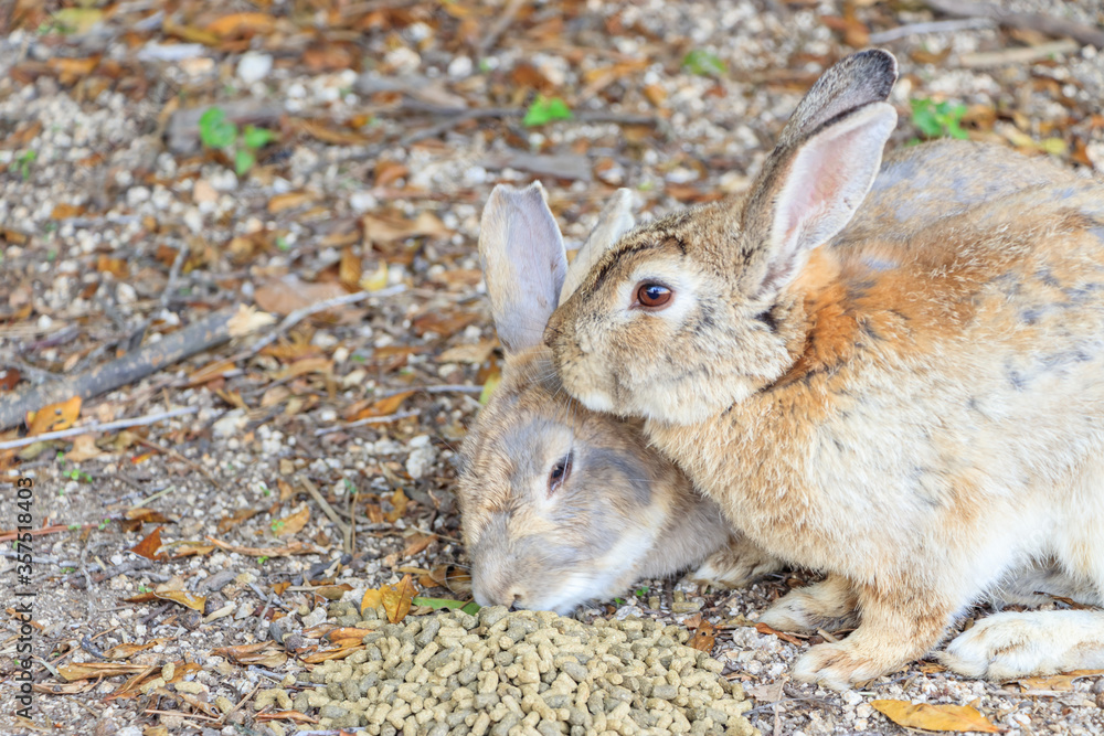 Fototapeta premium 大久野島のうさぎ 広島県竹原市 Rabbits Okunojima Island Hiroshima Takehara city