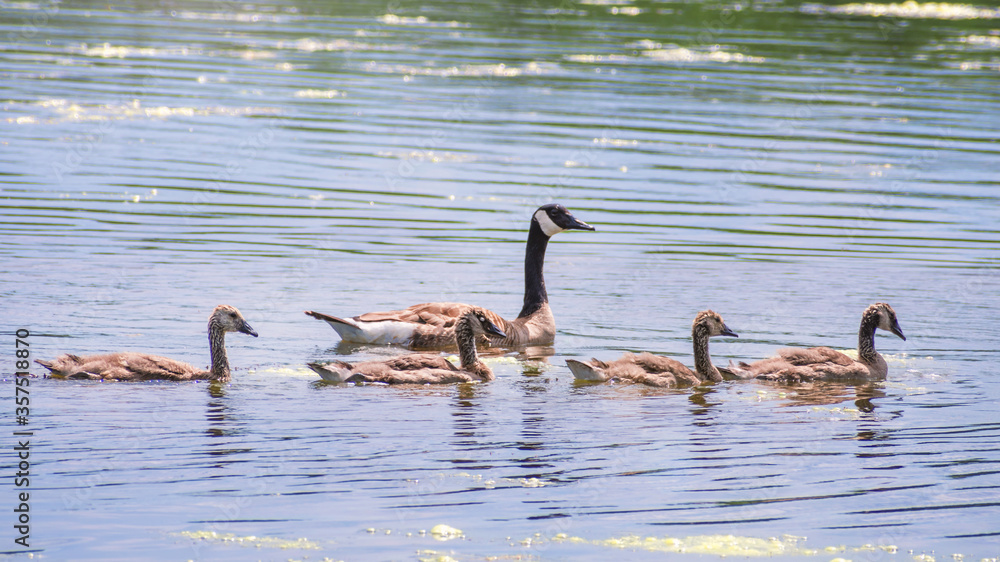 Canada Geese and their young are swimming in a lake