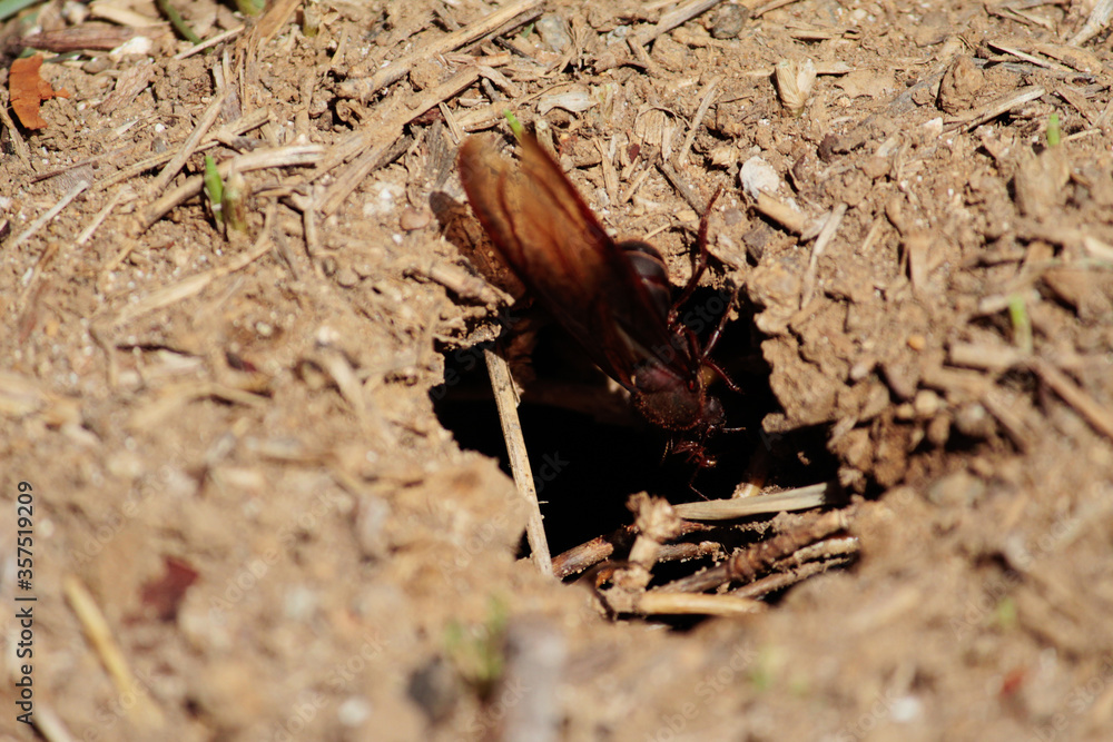 Chicatanas. Traditional food from Oaxaca. Mexican food. Ants with wings Chicatanas. Traditional food from Oaxaca. Mexican food. Ants with wings