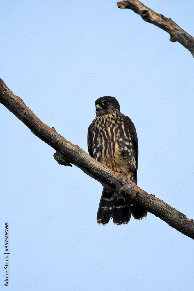 A closeup of Merlin perching on the branch. Vancouver BC Canada
A closeup of Merlin perching on the branch. Vancouver BC Canada