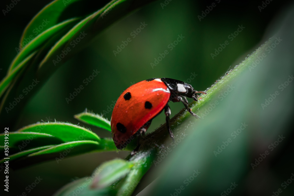 Lady bug walking in green branch. Lady bug walking in green branch.
