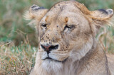 A Young Male Lion Relaxes While Flies Cover His Face