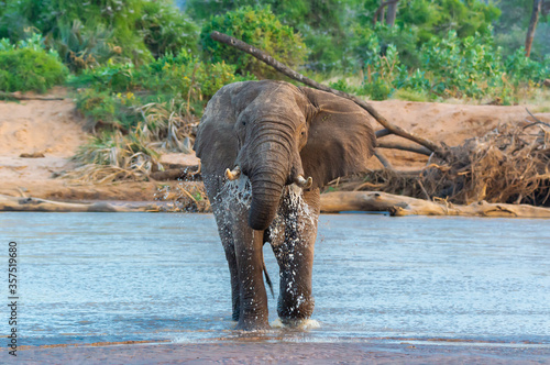 Canvas Print An African Elephant Crossing A River