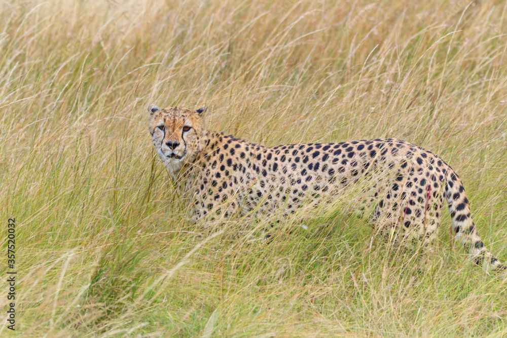 Naklejka premium A Cheetah Walking Through Long Grass