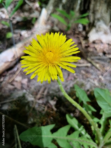 yellow dandelion flower