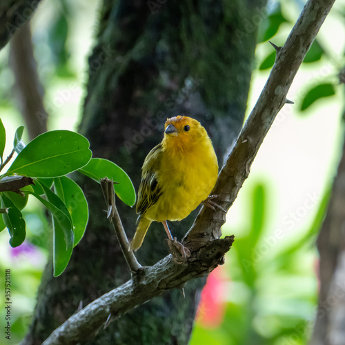 Atlantic Canary  a small Brazilian wild bird.The yellow canary Crithagra flaviventris is a small passerine bird in the finch family. 