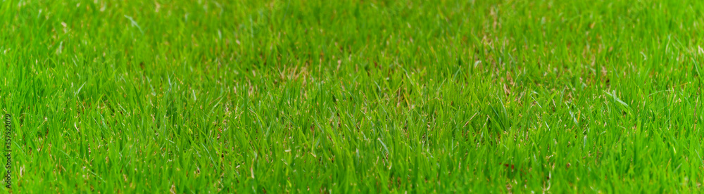 panoramic view of the green grass . green grass background panoramic view of the green grass . green grass background
