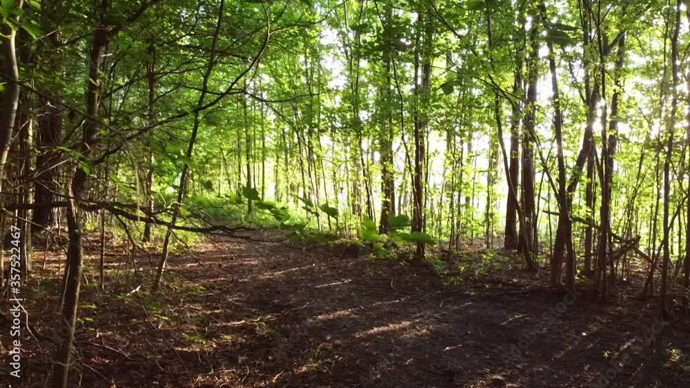 Swaying leaves against a sunlit forest trail Swaying leaves against a sunlit forest trail