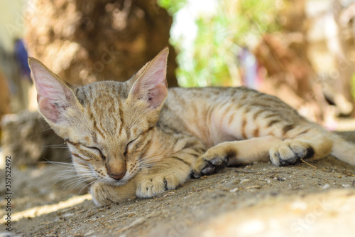 Kitten Sleeping Cute Cat Portrait, Animal Looking Pet Brown Domesti photo