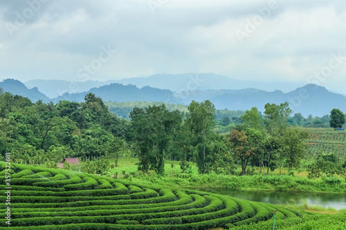 tea plantation terrace in thailand