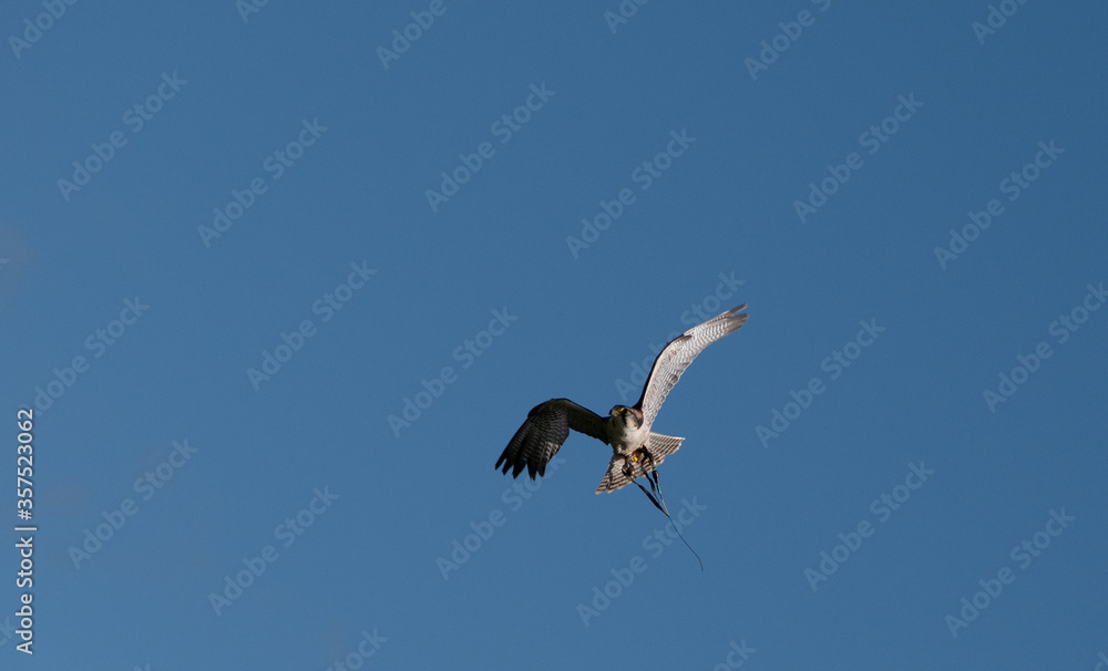 Obraz premium Hawk in flight