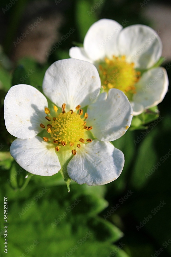 White flowers of garden strawberry, latin name Fragaria × ananassa with bright yellow flower center, sunbathing in late spring sunshine. White flowers of garden strawberry, latin name Fragaria × ananassa with bright yellow flower center, sunbathing in late spring sunshine.