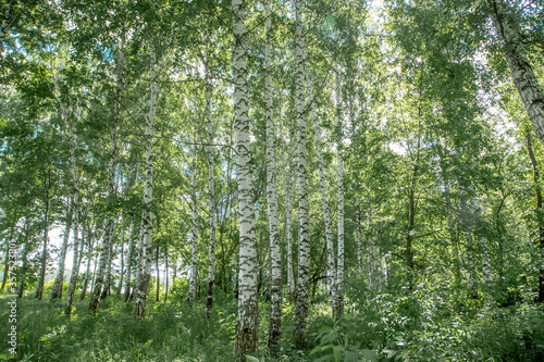 sunlight in a birch grove