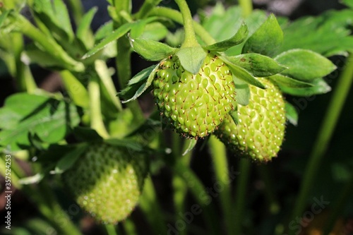 Immature green garden strawberries, latin name Fragaria Ananassa,  growing in garden during spring season.