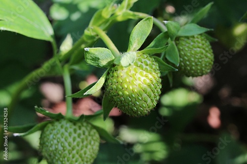 Immature green garden strawberries  latin name Fragaria Ananassa   growing in garden during late spring season.