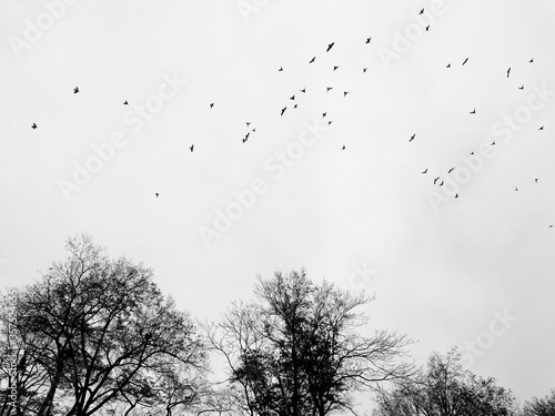 Flock of Birds .2 photo