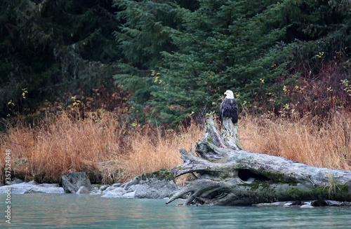 Bald Eagles in Haines Alaska photo