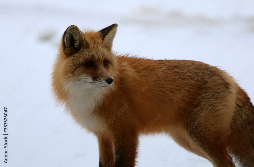 Red fox in Haines, Alaska