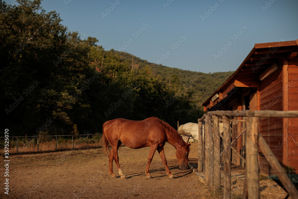 Obraz premium Photos of some horses in a stable taken during a road trip Arezzo in Tuscany, Italy.