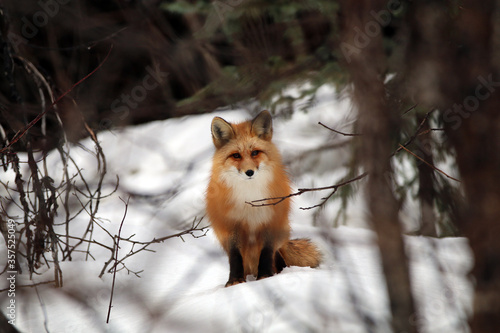 Red fox in Haines Alaska © Ian