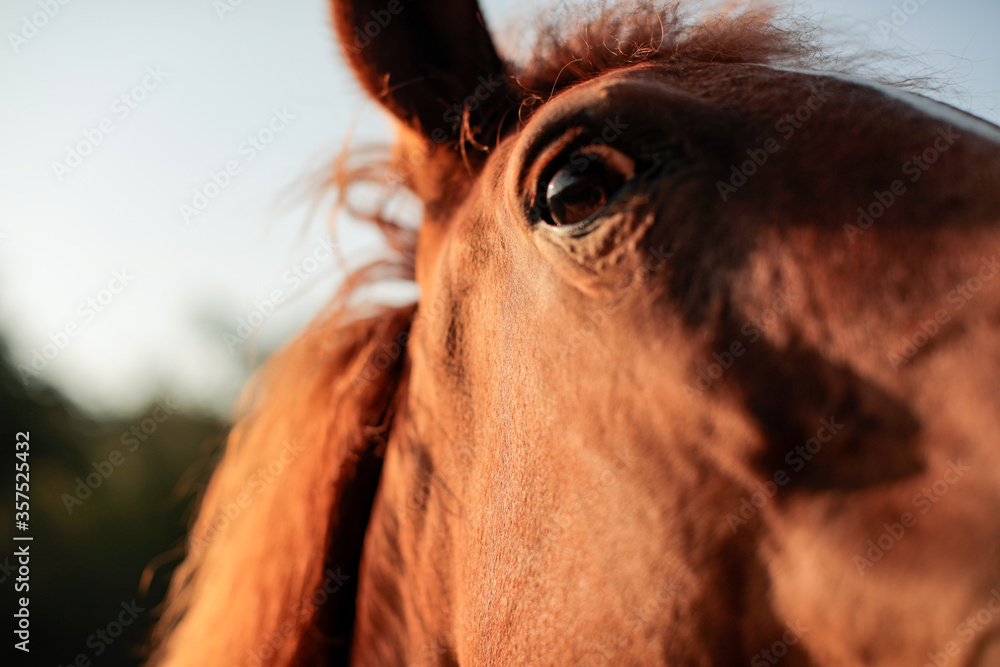 Naklejka Zdjęcia niektórych koni w stajni zrobione podczas wycieczki samochodowej Arezzo w Toskanii we Włoszech.