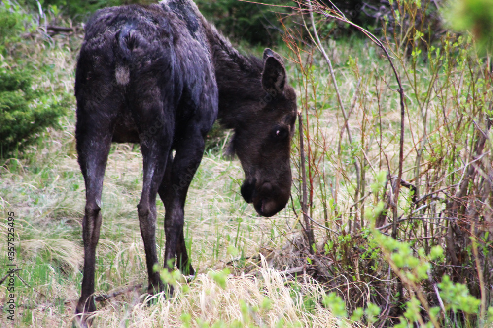 Fototapeta premium Wildlife Found in Colorado Mountains
