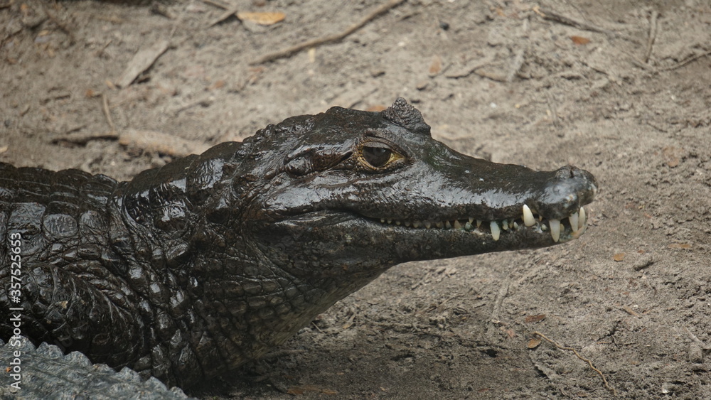 Fototapeta premium Alligator in swamps.