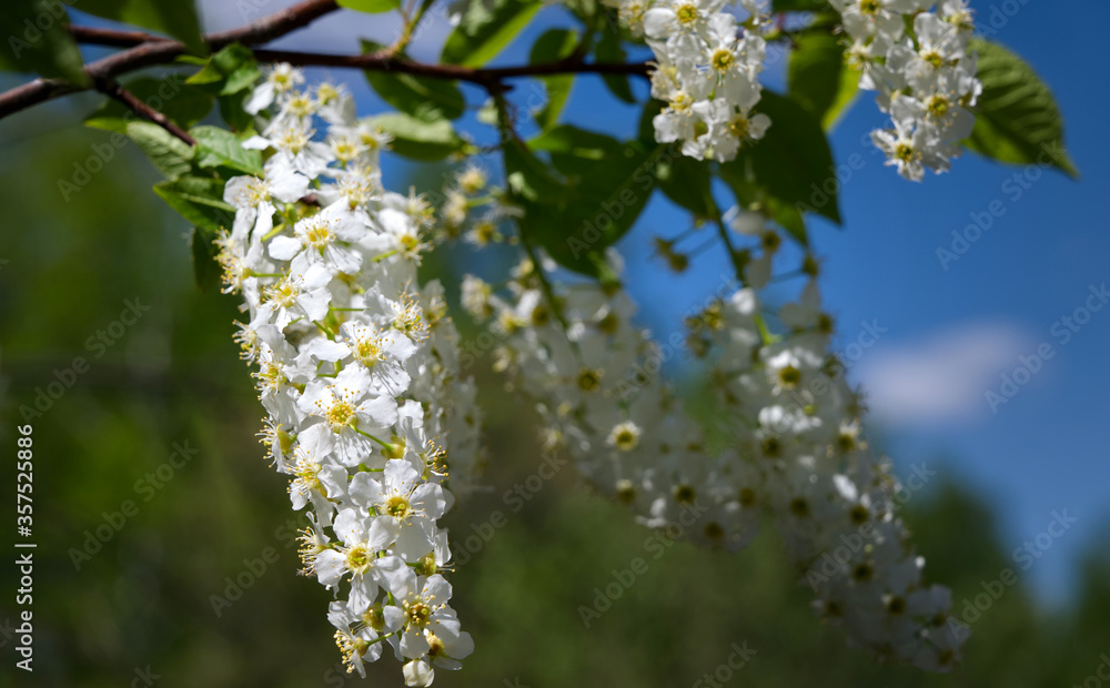 blooming bird cherry brush close-up on a blue sky background. Delicate white flowers. Spring flower background blooming bird cherry brush close-up on a blue sky background. Delicate white flowers. Spring flower background