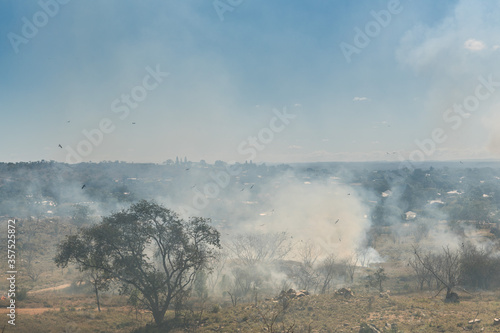 Many birds flying in smoky sky during burn off to prevent bushfire